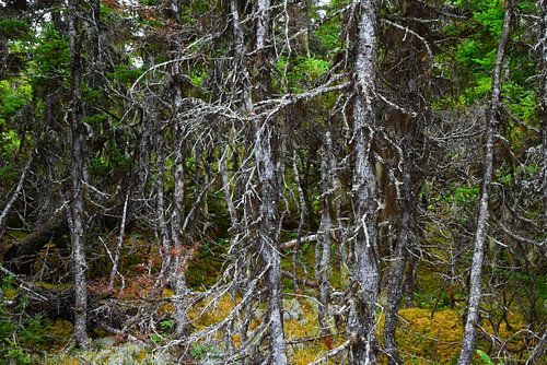 GROS MORNE 3