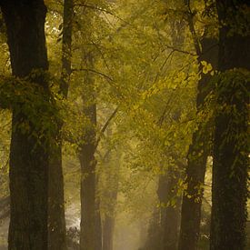 Hersfst kleuren.. van Trudiefotografie