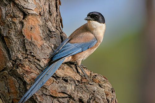 Iberian blue tit