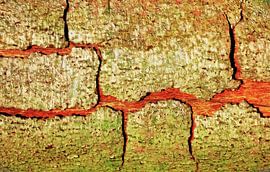 Riss (Baum mit rissiger Rinde)