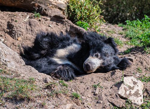 Lippenbär genießt einen sonnigen Tag auf einer sandigen Fläche