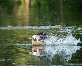 Territorial battles among the Nile geese