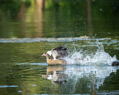 Revierkampf der Nilgänse