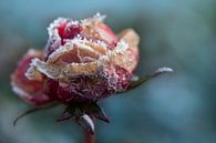 Rose in winter by Ulrike Leone thumbnail