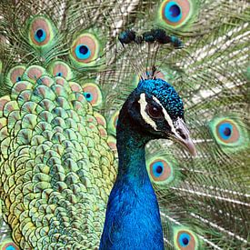 Stolze Pfau von Edwin Butter