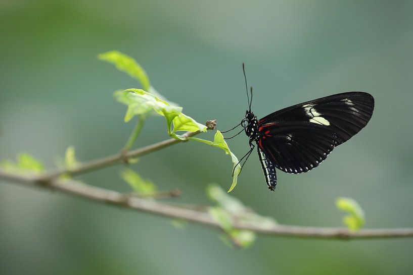 Doris Passionsblume Schmetterling (Heliconius doris) von Ronald Pol