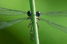 Portrait einer Weidenjungfer (Libelle) von Martin Korelski Naturphotografie