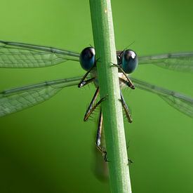 Portrait einer Weidenjungfer (Libelle) von Martin Korelski Naturphotografie