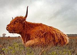 Scottish Highlander Estate Huis ter Heide
