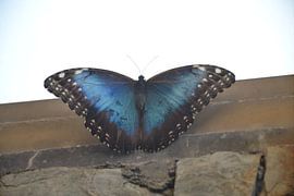 A rare visitor by F.A.L.K.E. photography and art