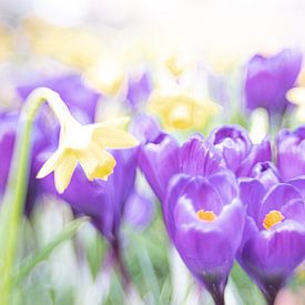 de komst van de krokus vakantie van Kay Mezarina Photography