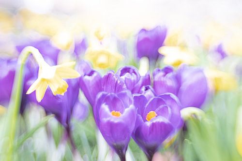 de komst van de krokus vakantie