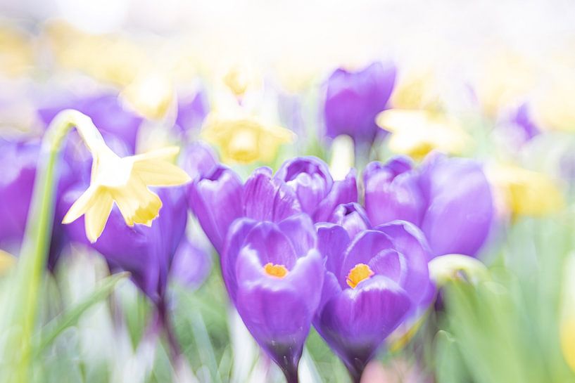 l'arrivée de la fête du crocus par Kay Mezarina Photography