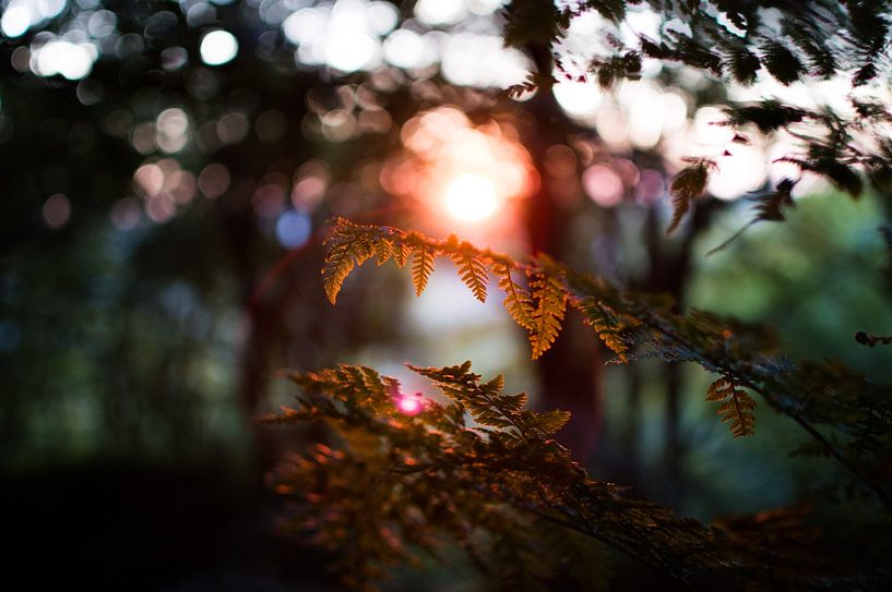 Sunset in Schinnen by Angelique Theunissen