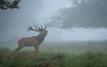 burling red deer by Andy van der Steen - Fotografie