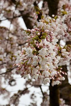 Cerisier japonais en fleur Sakura