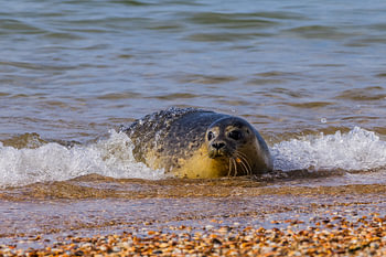 Zeehond uit de zee