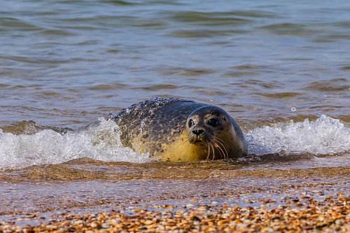 Seehund aus dem Meer
