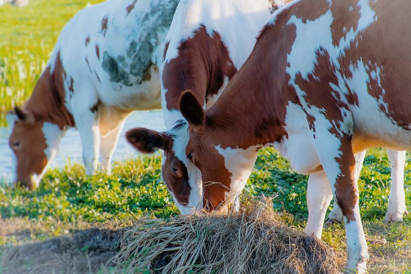 Cows by Consala van  der Griend
