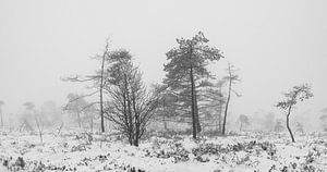 Winterruhe im Schwarzen Moor/Rhön