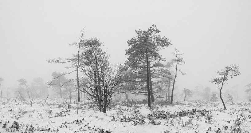 Winterruhe im Schwarzen Moor/Rhön von Holger W. Spieker
