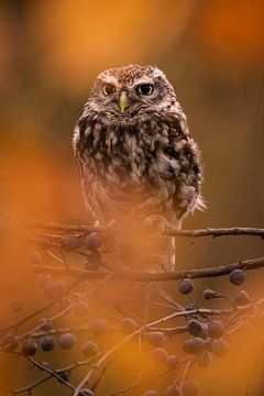 Der Steinkauz von Willemijn Wolthaus