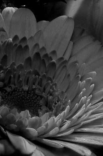 closeup of marigold in black and white