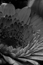 Closeup van een goudbloem in zwart wit van Youri Mahieu thumbnail