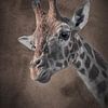 Giraffe in brown warm shades by Tonny Verhulst
