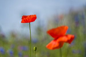 Coquelicots dans une pelouse