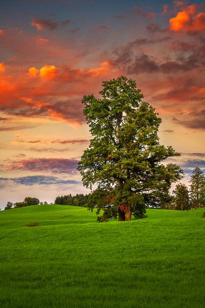 Vrijstaande boom in de zonsondergang van ManfredFotos