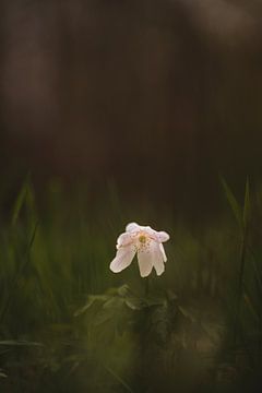 Anémone des bois blanche dans une forêt sombre | Photographie de nature | Pays-Bas sur Merlijn Arina Photography