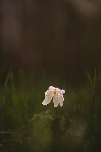 Anémone des bois blanche dans une forêt sombre | Photographie de nature | Pays-Bas par Merlijn Arina Photography