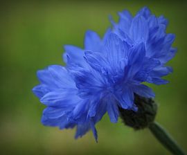 Bluebottle Boutonniere Flower by Marthijn van Tellingen