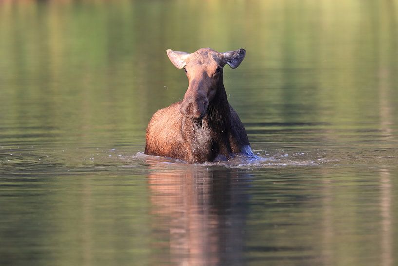 Moose cow eating water plants in Lake Glacier National Park in Montana, USA by Frank Fichtmüller