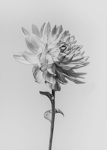 Bloem "Dahlia" verfijnde kunst
