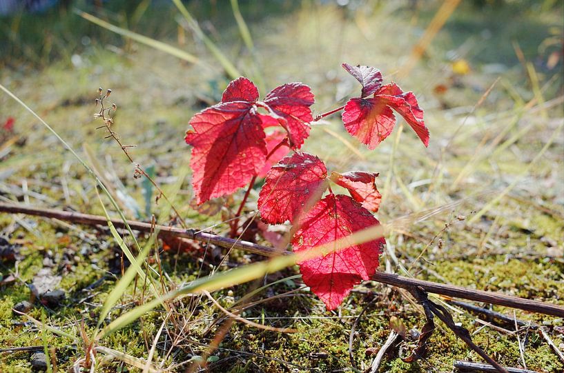 Feuilles à contre-jour par Andreas Gronwald