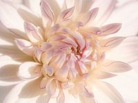 Roze dahlia
