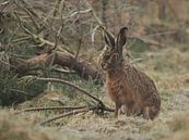 Haas in t veld von Twan Hak Miniaturansicht