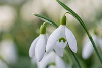 Sneeuwklokjes
