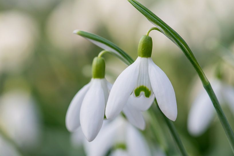 Sneeuwklokjes van Karin Dam