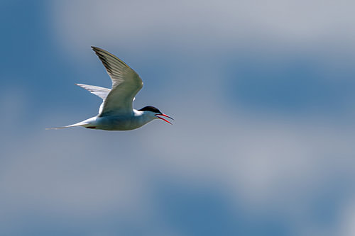 Blue Sky Tern