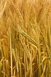 Getreidefeld von Jessica Berendsen