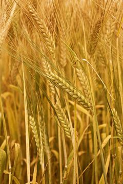 Grain field by Jessica Berendsen