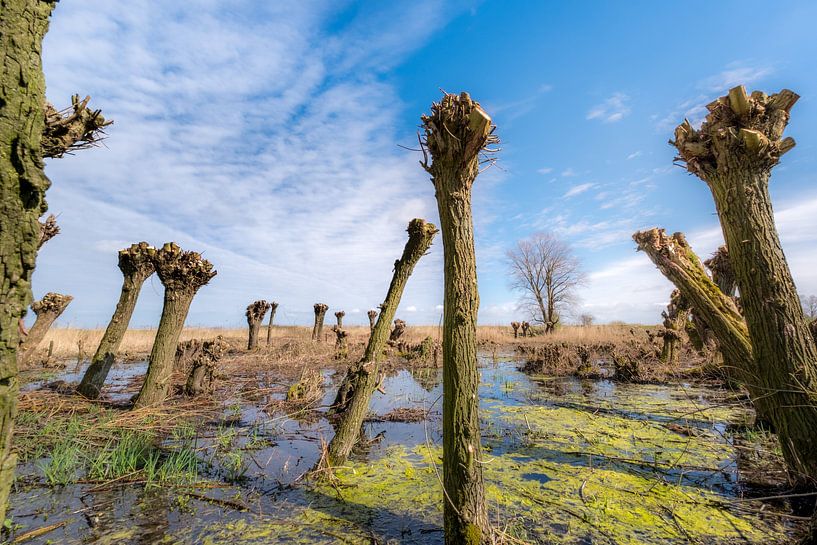 Knotwilgen 02 by Moetwil en van Dijk - Fotografie