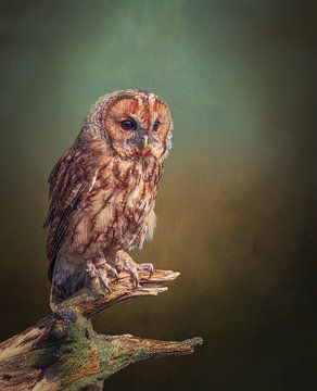 Sfeervolle Bosuil van Edwin Alexander