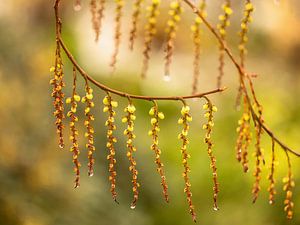 Le printemps ! sur FotoSynthese