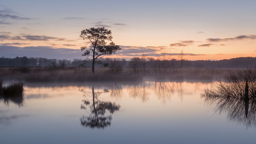 Morning in Dwingelderveld by Marga Vroom