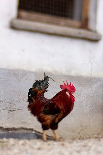Rooster