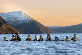 Orchestra of Orcas by Rosé Van der Zwan